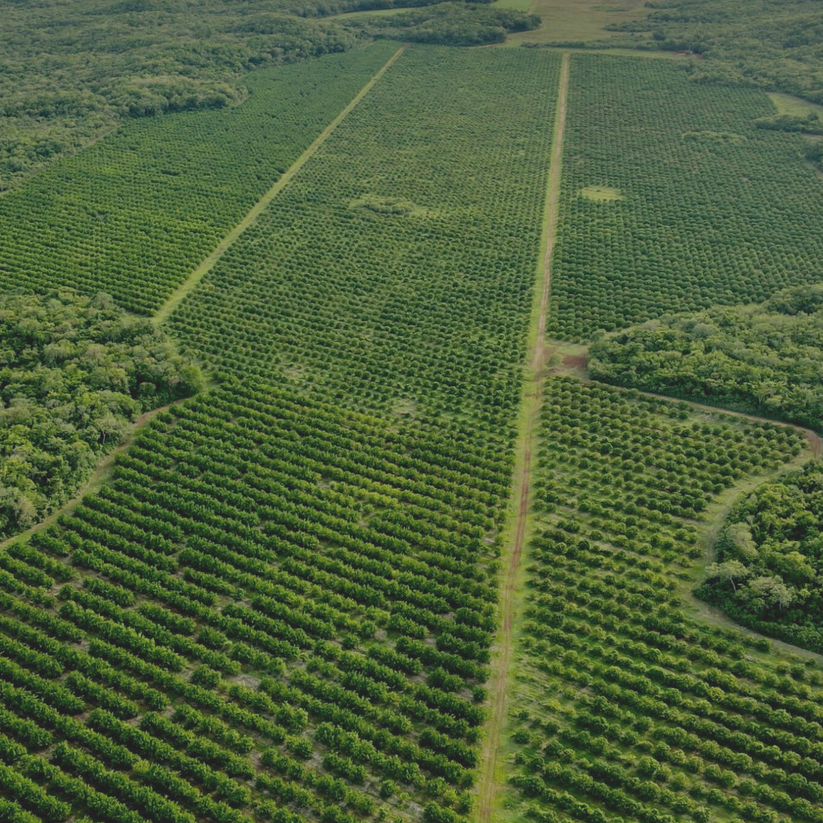 Plantaciones Citrus