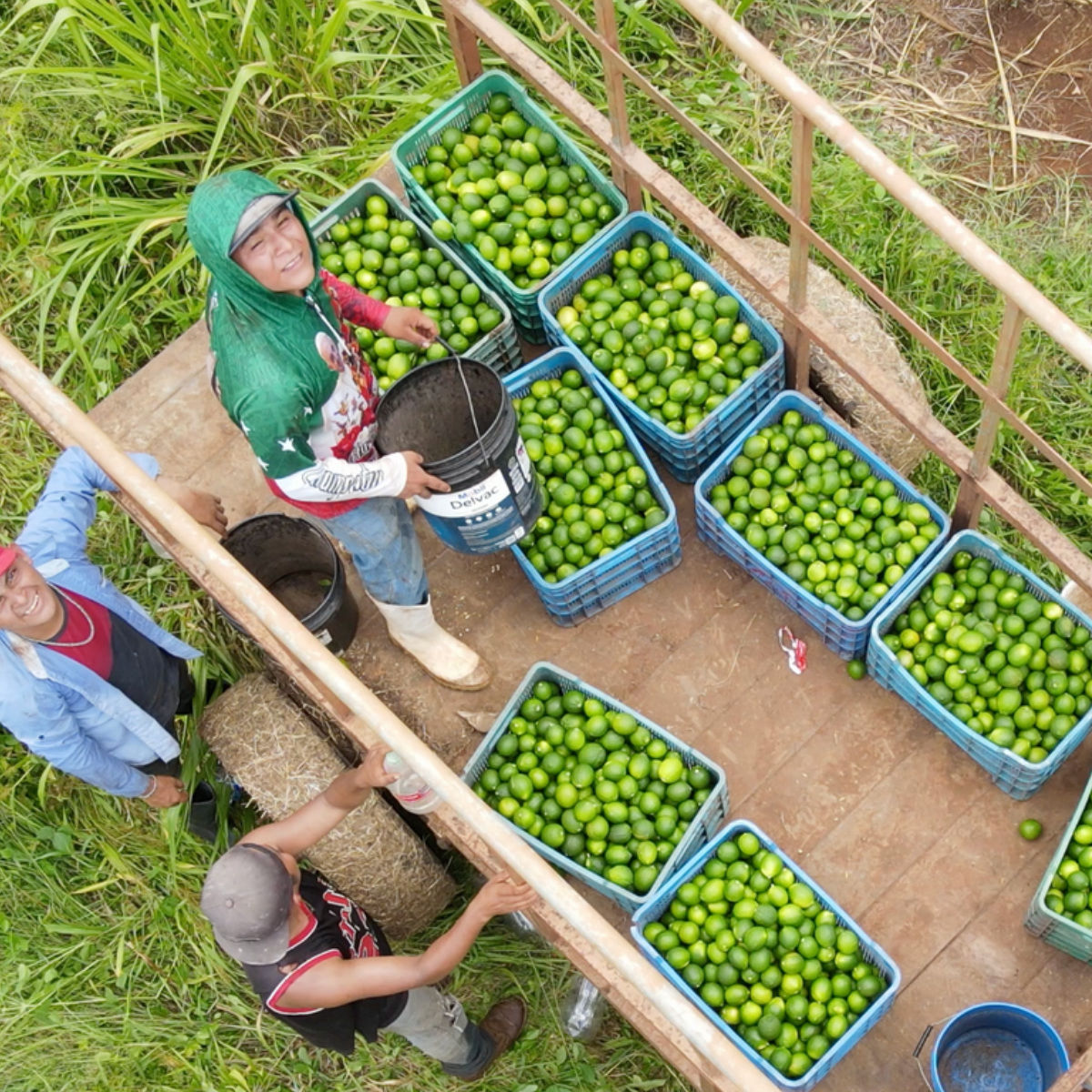 Plantación de Limón Persa Citrus