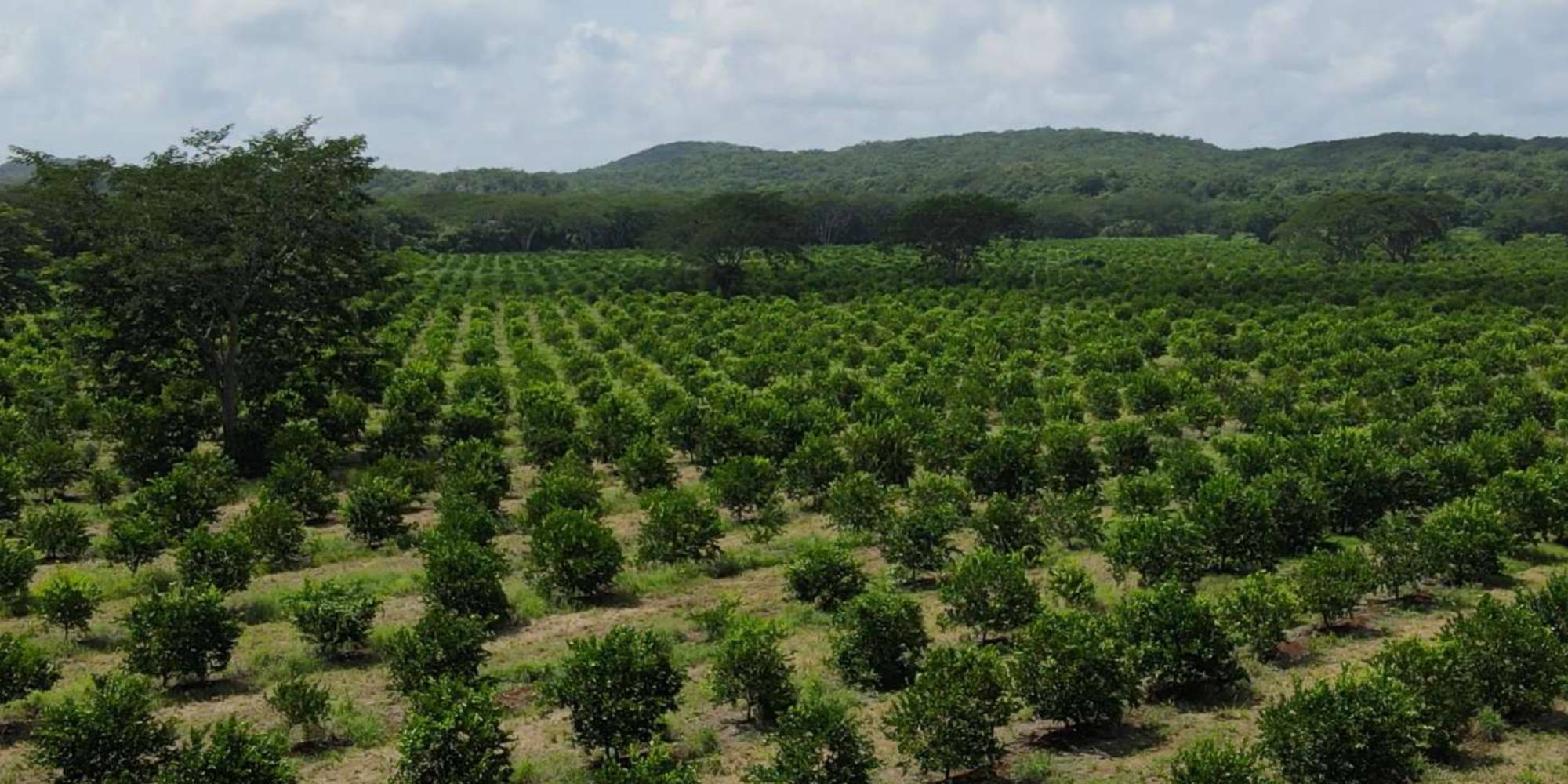 Plantaciones Citrus