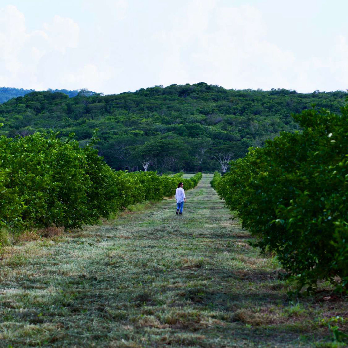 Citrus Patrimonial