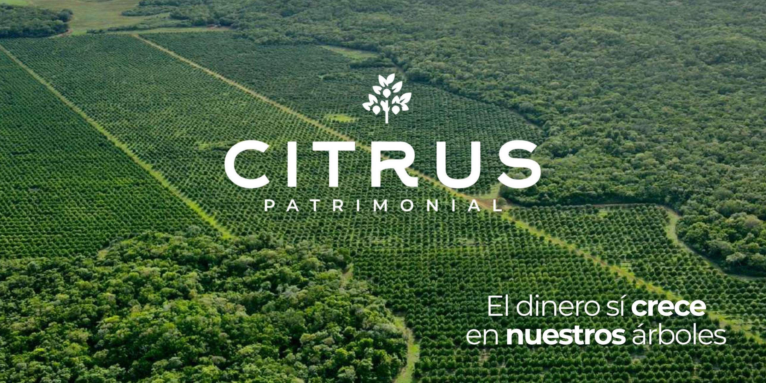 Citrus Patrimonial - Ocelote II